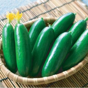 きゅう太郎 | キュウリの育て方.com